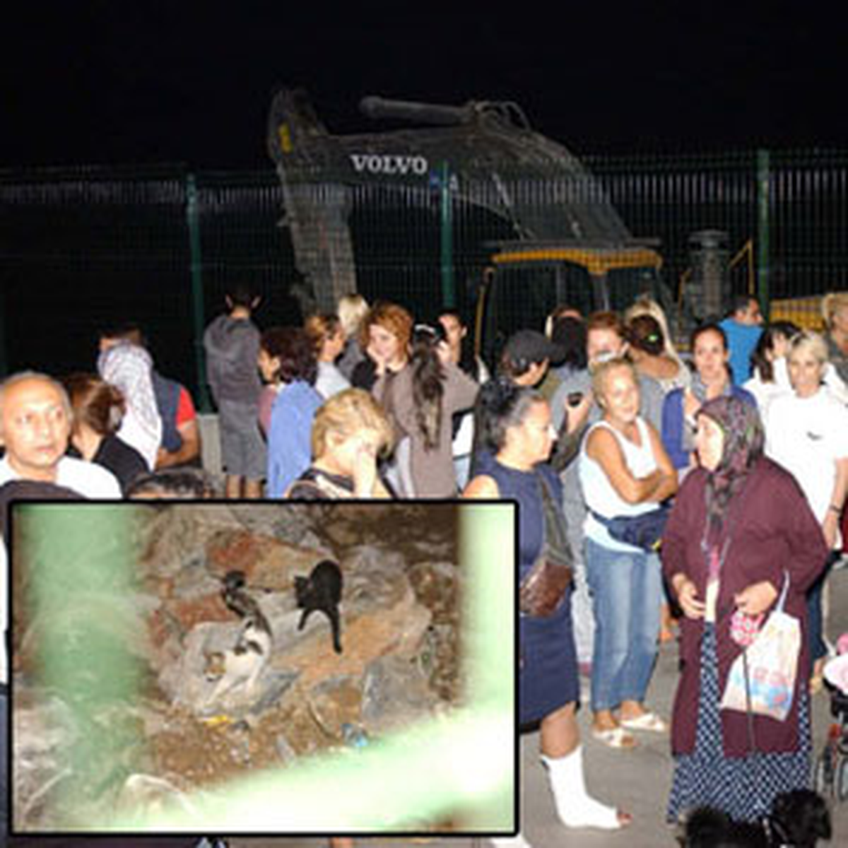 Hayvanseverler Kediler İçin Sahilde Toplandı, İş Makinelerini Durdurdu