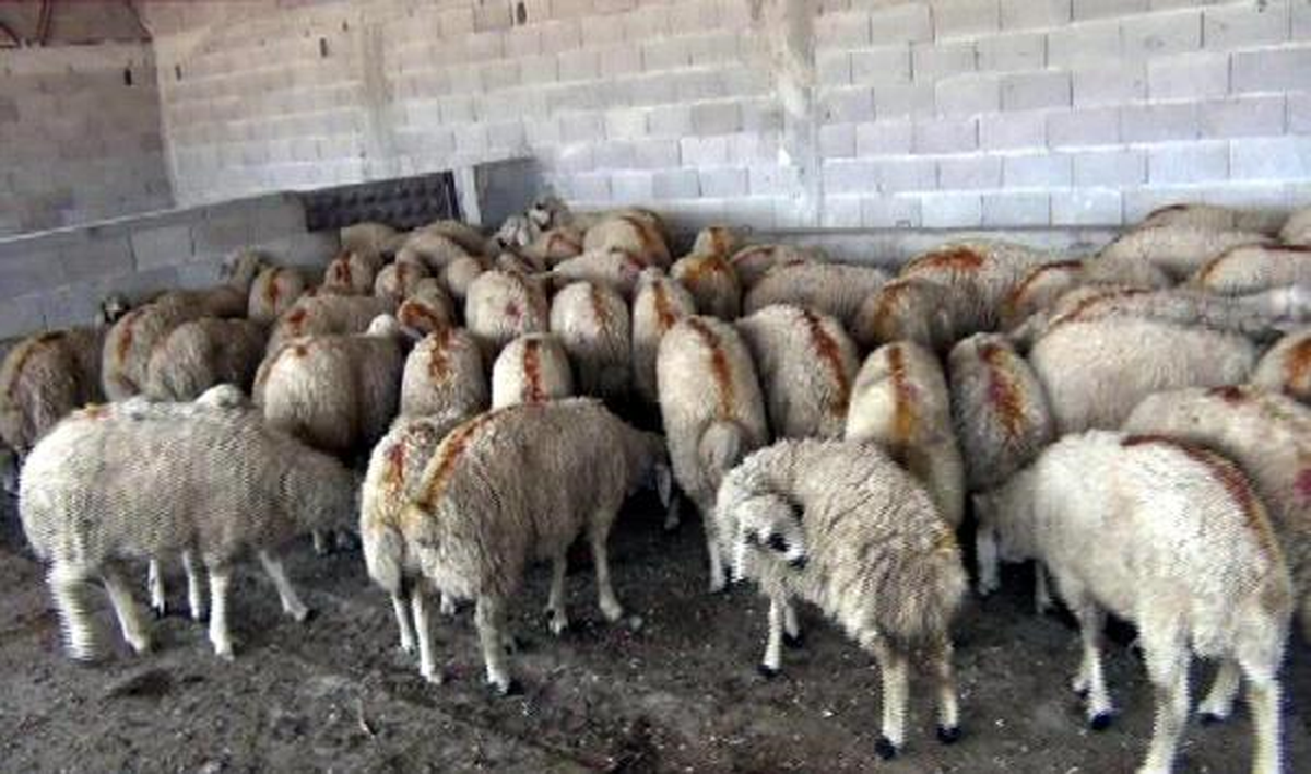 Kurban Hırsızlarına Suçüstü