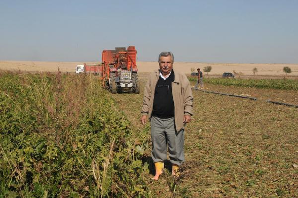 Polatlı\'da Pancar Çiftçisi, Verimde AB ve ABD Çiftçisini Geçti