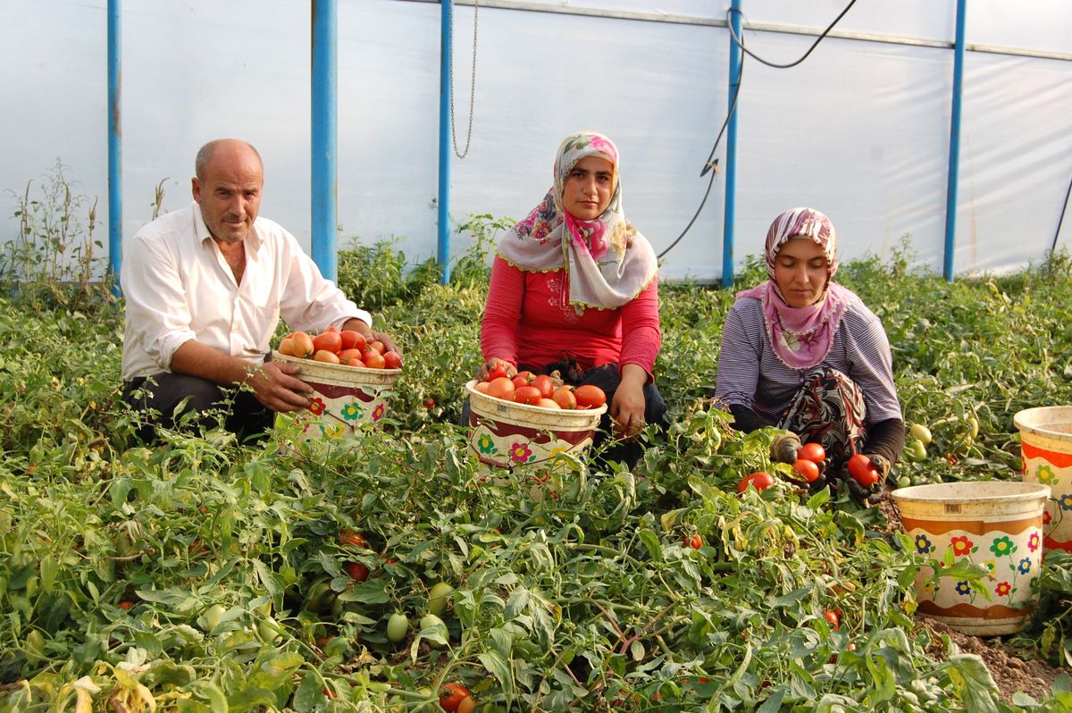Sezon Boşluğunu Domates Ekerek Değerlendirdi
