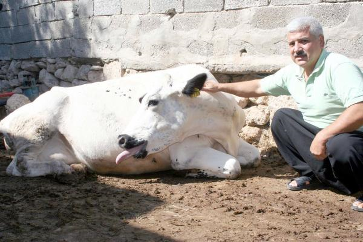 Sığırlarda Ölümcül Salgın Tehlikesi