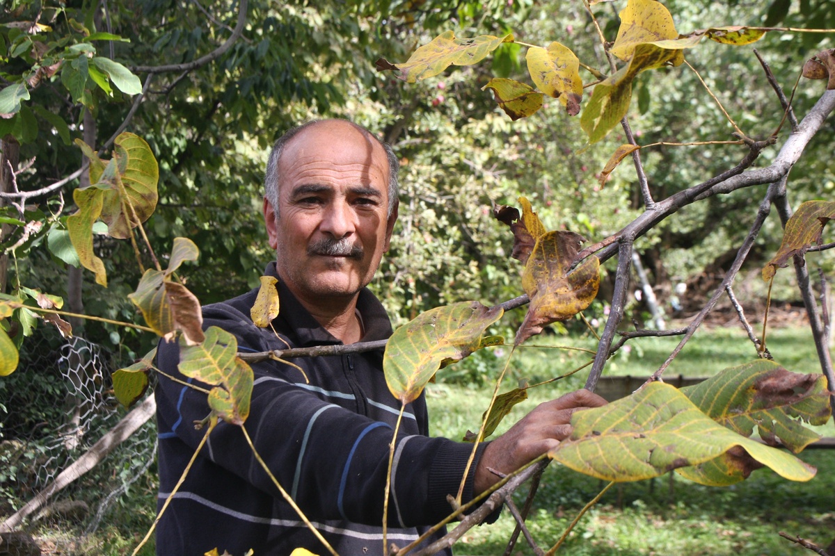 300 Yıllık Ceviz Ağacı İlk Defa Bu Yıl Meyve Vermedi