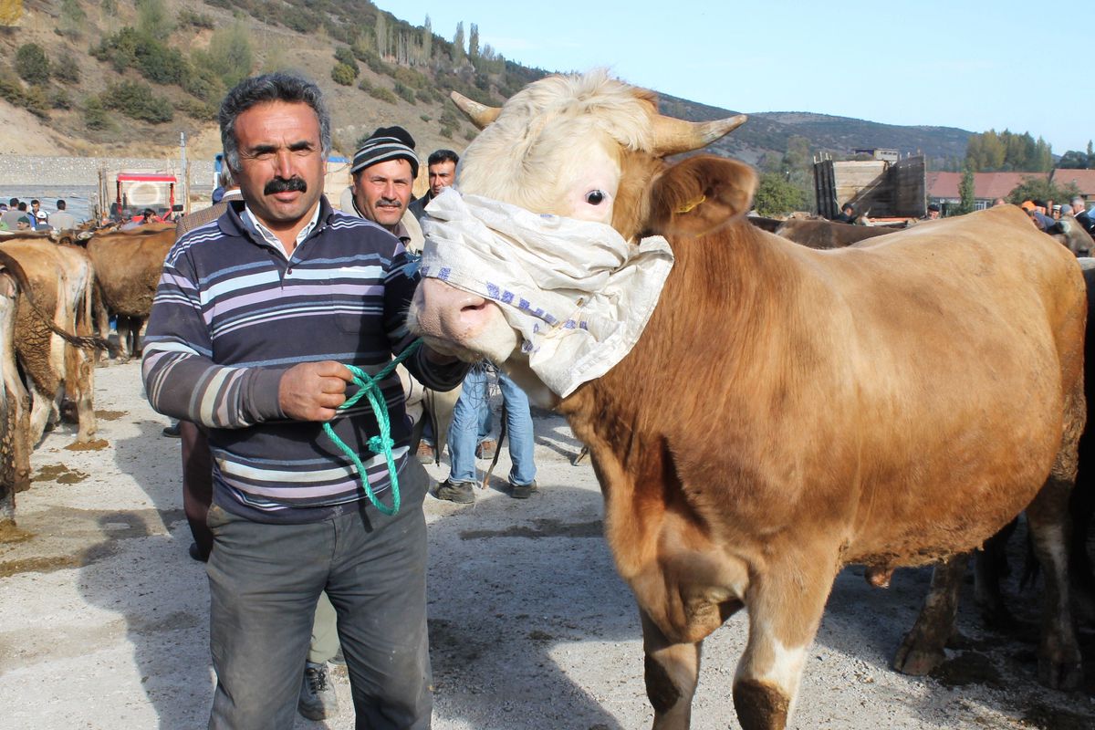 Akdağmadeni İlçesinde Kurbanlıklar Görücüye Çıktı