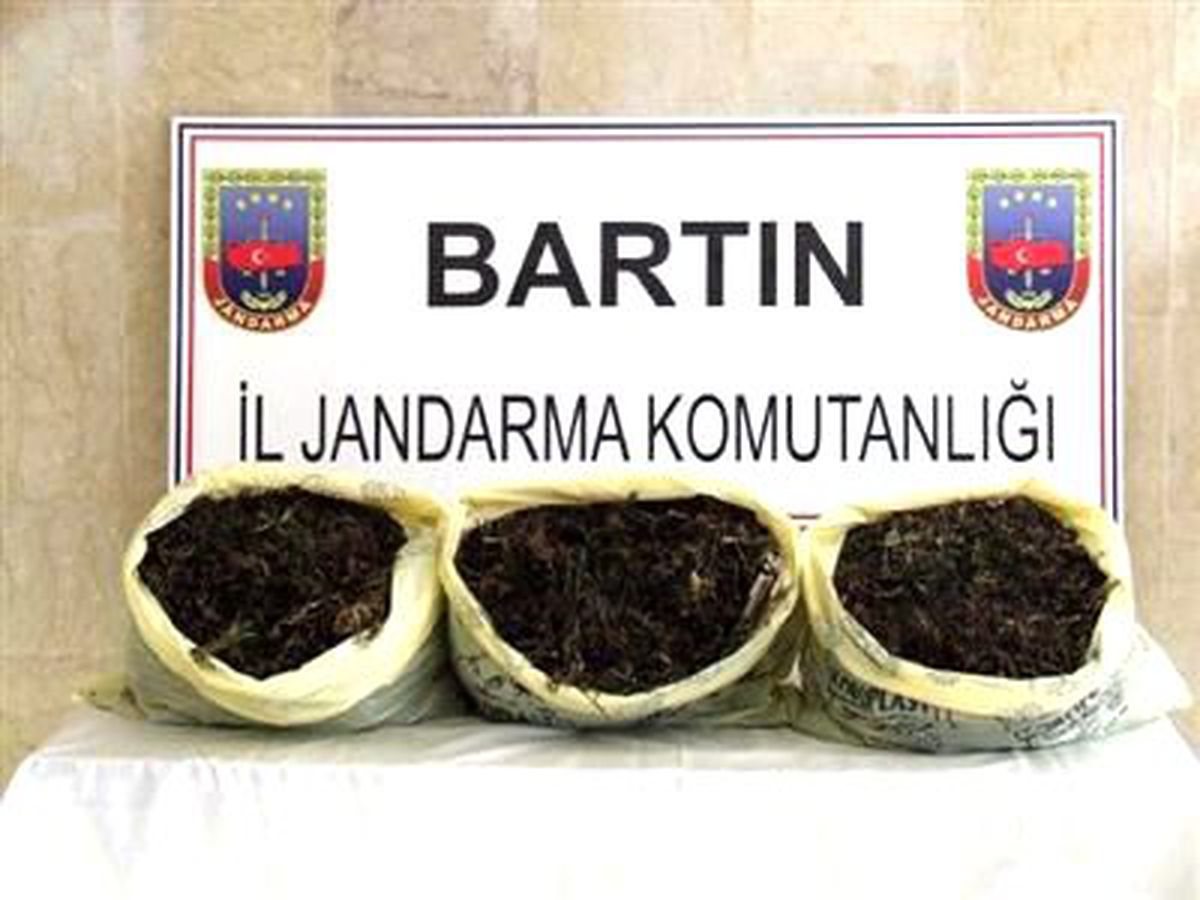 Bartın\'da Ağaçların Arasında 8 Kilo Esrar Ele Geçirildi