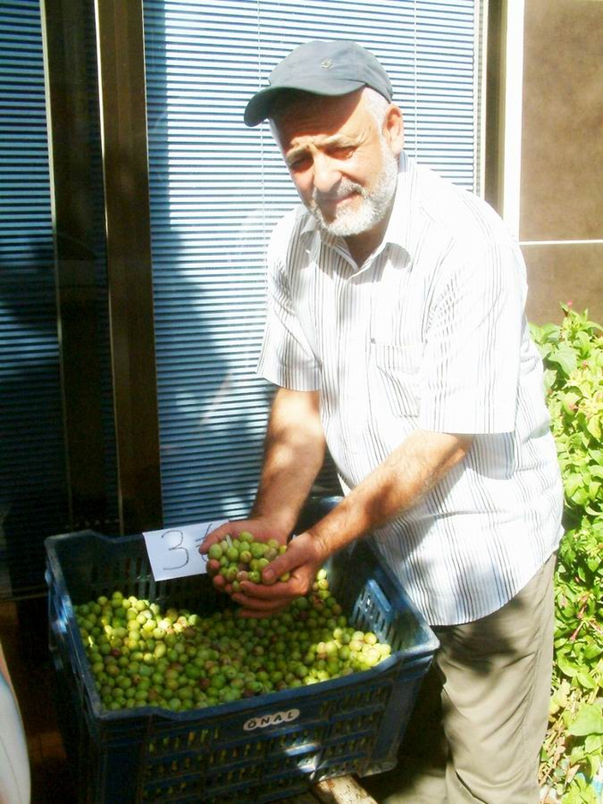 Burhaniye\'de Yeşil Zeytin Hasadına Başlandı