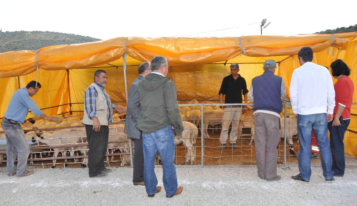 Hayvan Hırsızları Sınır Tanımıyor