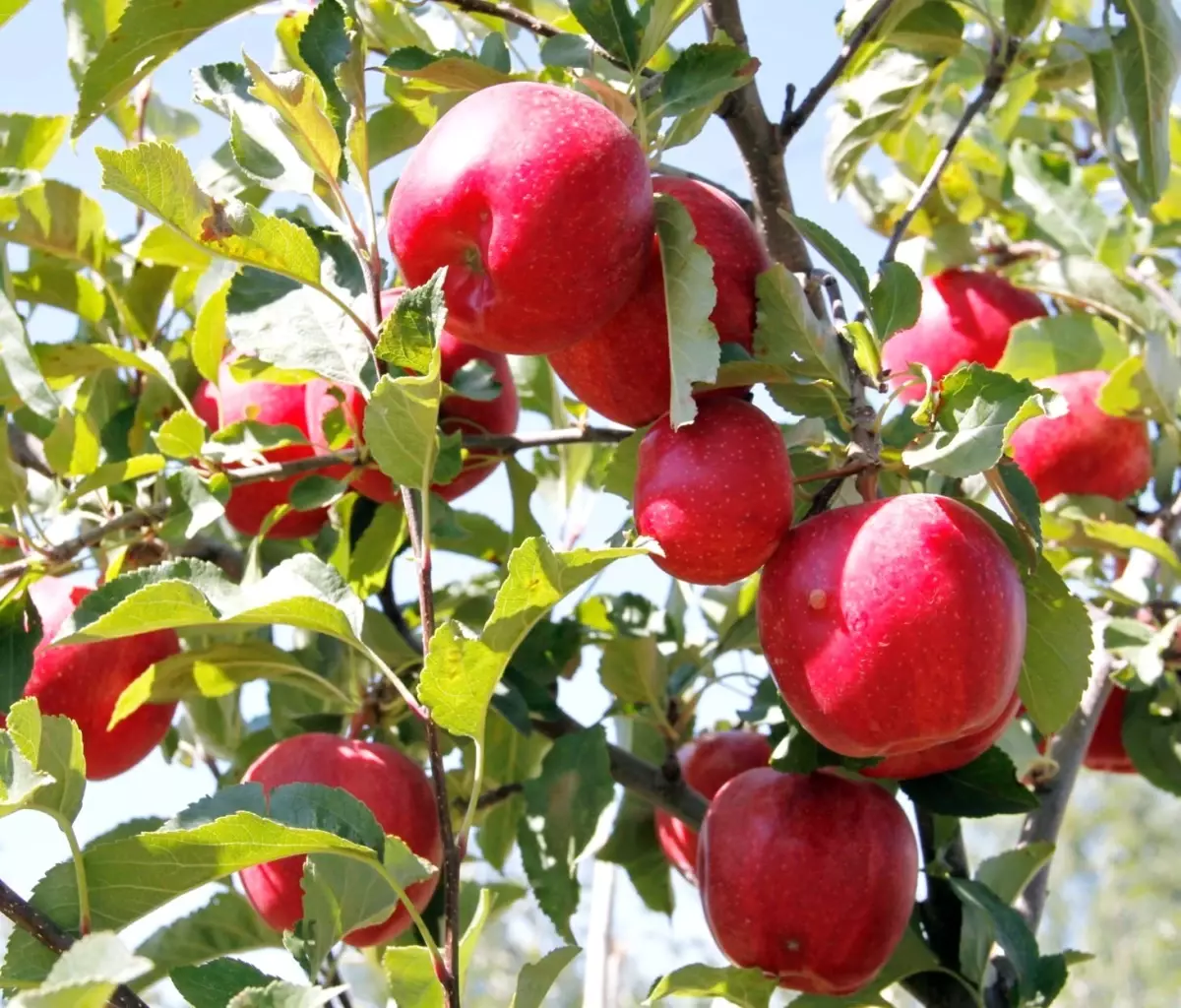 Kaş Elma Çok Ama Fiyatı Düşük
