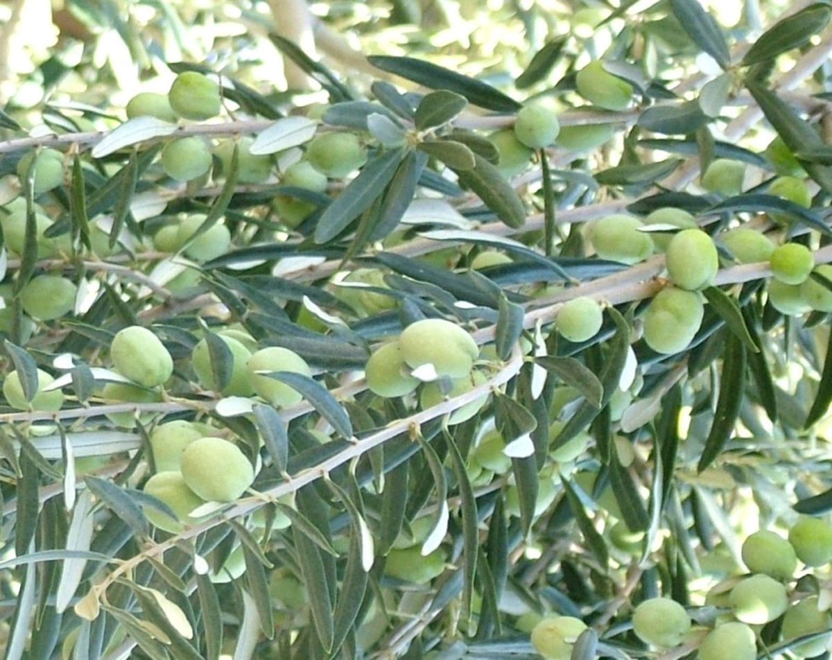 Kuraklık Zeytin Üretimini Olumsuz Etkiledi