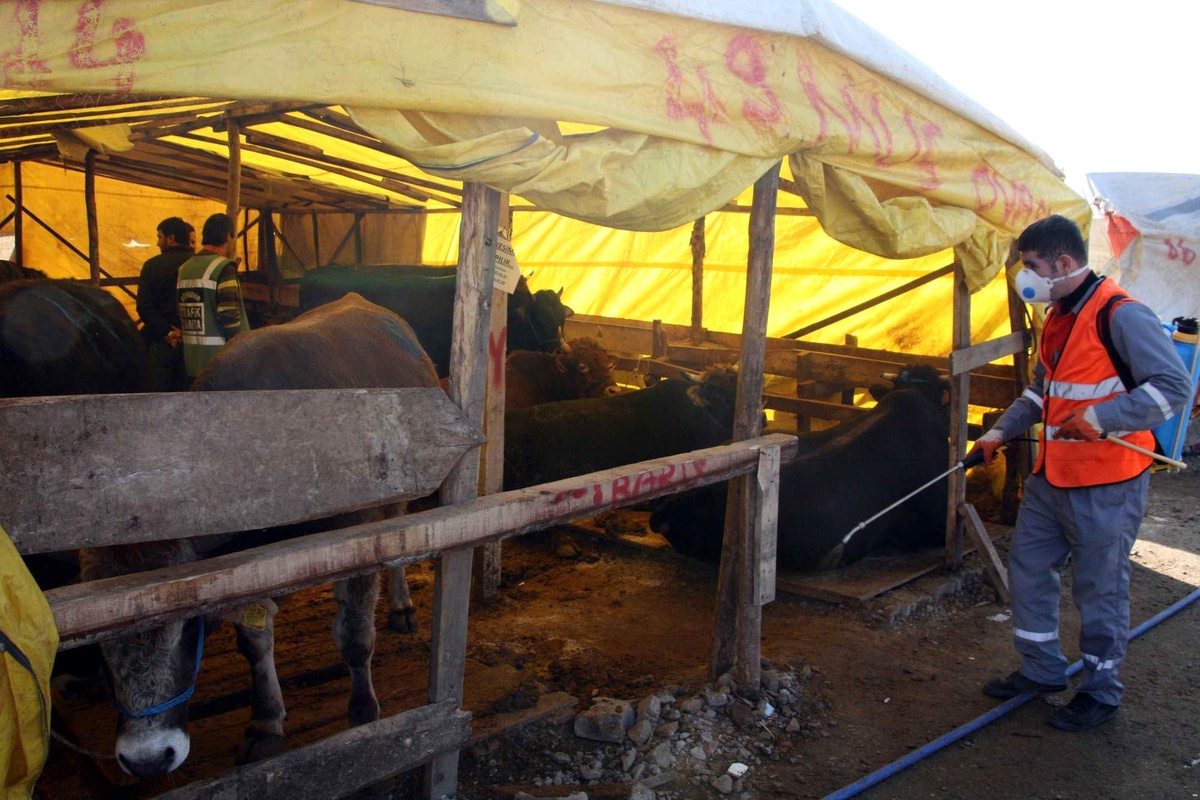 Kurban Satış ve Kesim Yerleri İlaçlanıyor