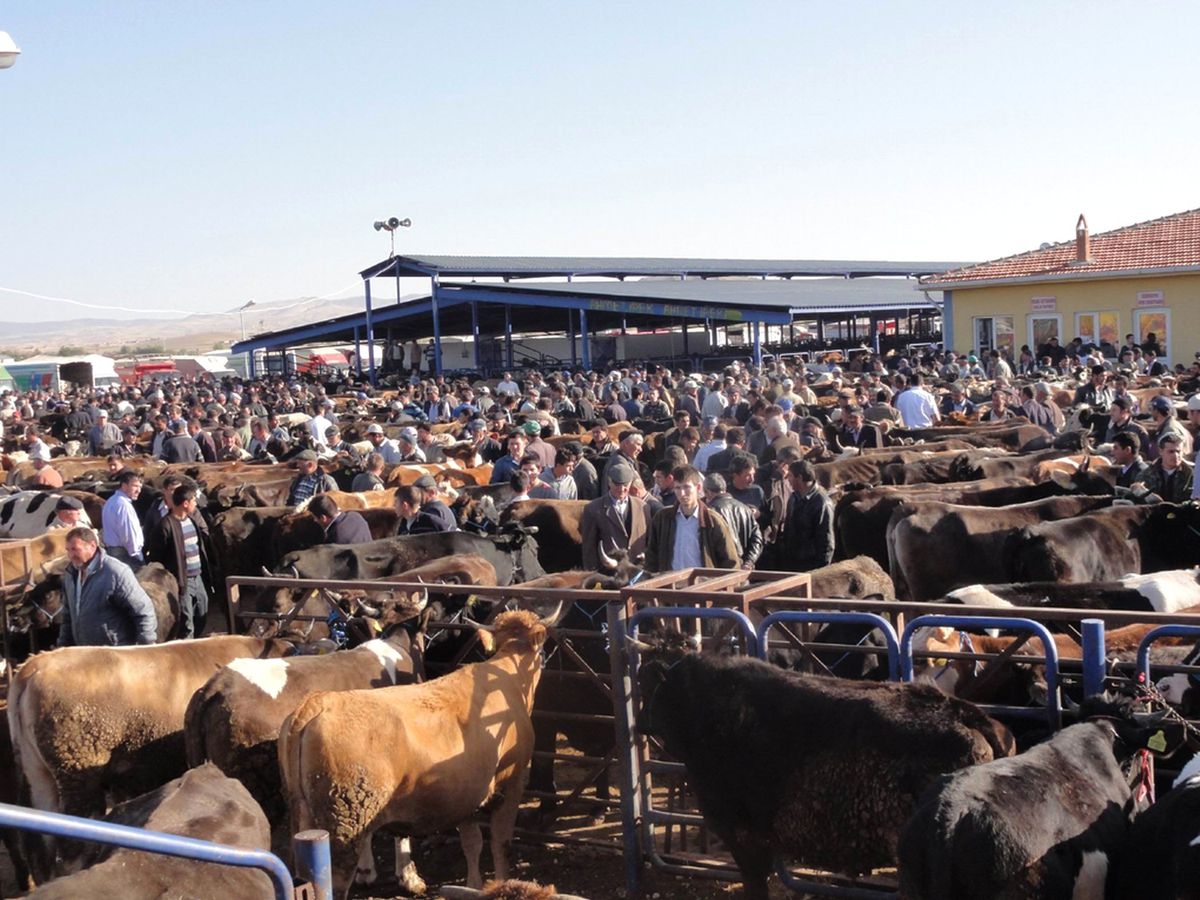 Kurbanlık Hayvan Alırken Dikkatli Olunmalı