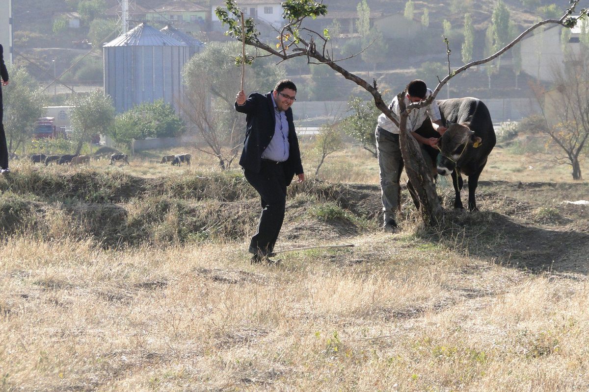 (Özel Haber) Kurbanlık Boğa Sahibinin Elinden Kaçtı