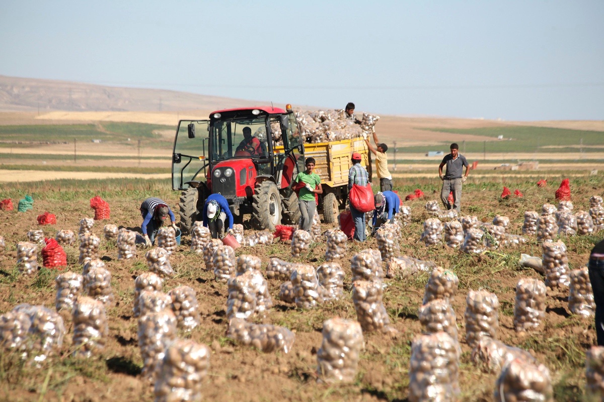 Yenice Köyünde Patates Hasadı Tamamlandı