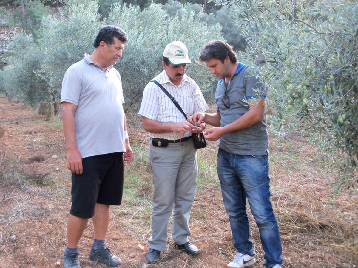 Dalaman\'da Zeytinde Verim Düşüklüğünün Nedenleri Araştırıldı