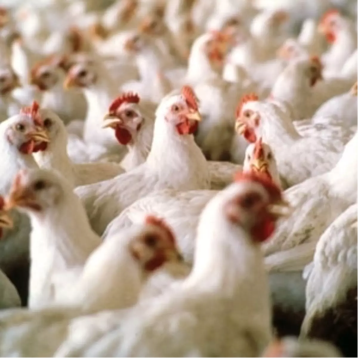 Emekliliğini Üreterek Değerlendiriyor