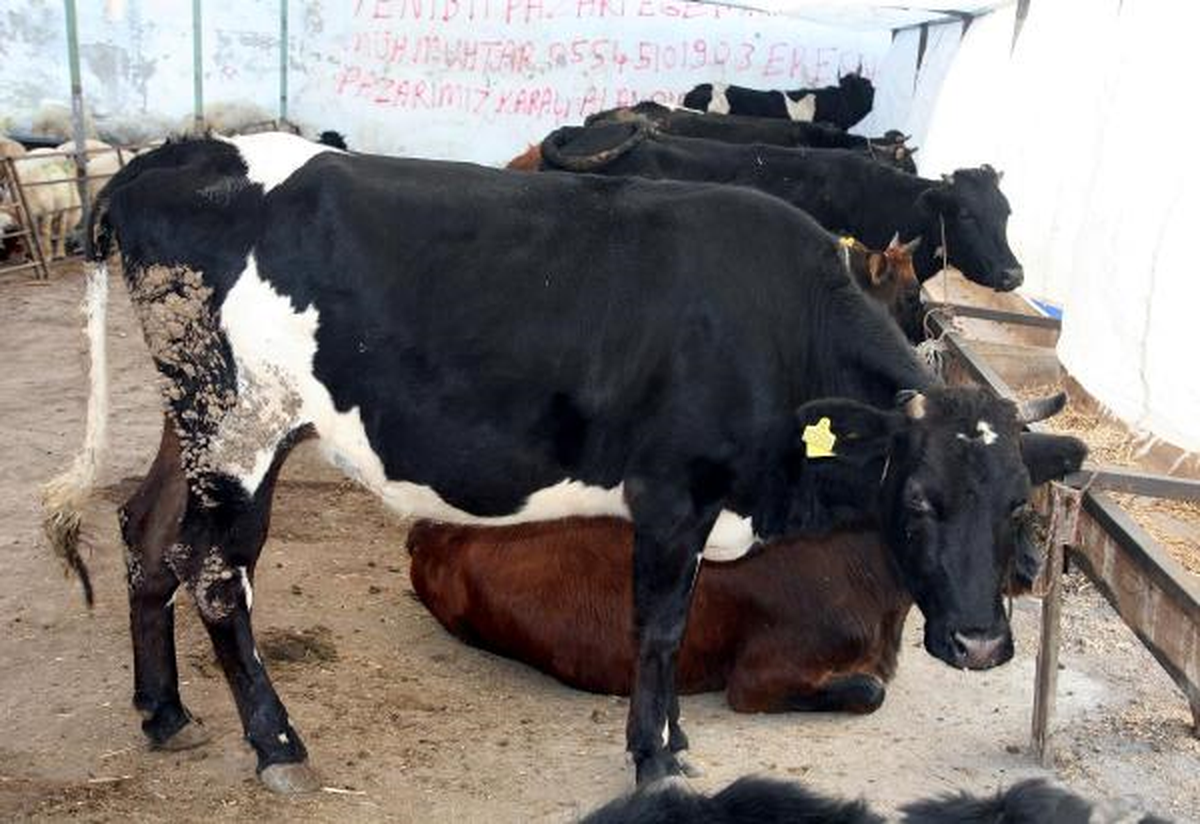 Kaçan Kurbanlıklara Üflemeli Enjeksiyon