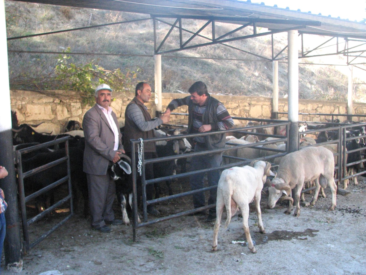 Keles Halkının Kurbanlık Tercihi Keçi