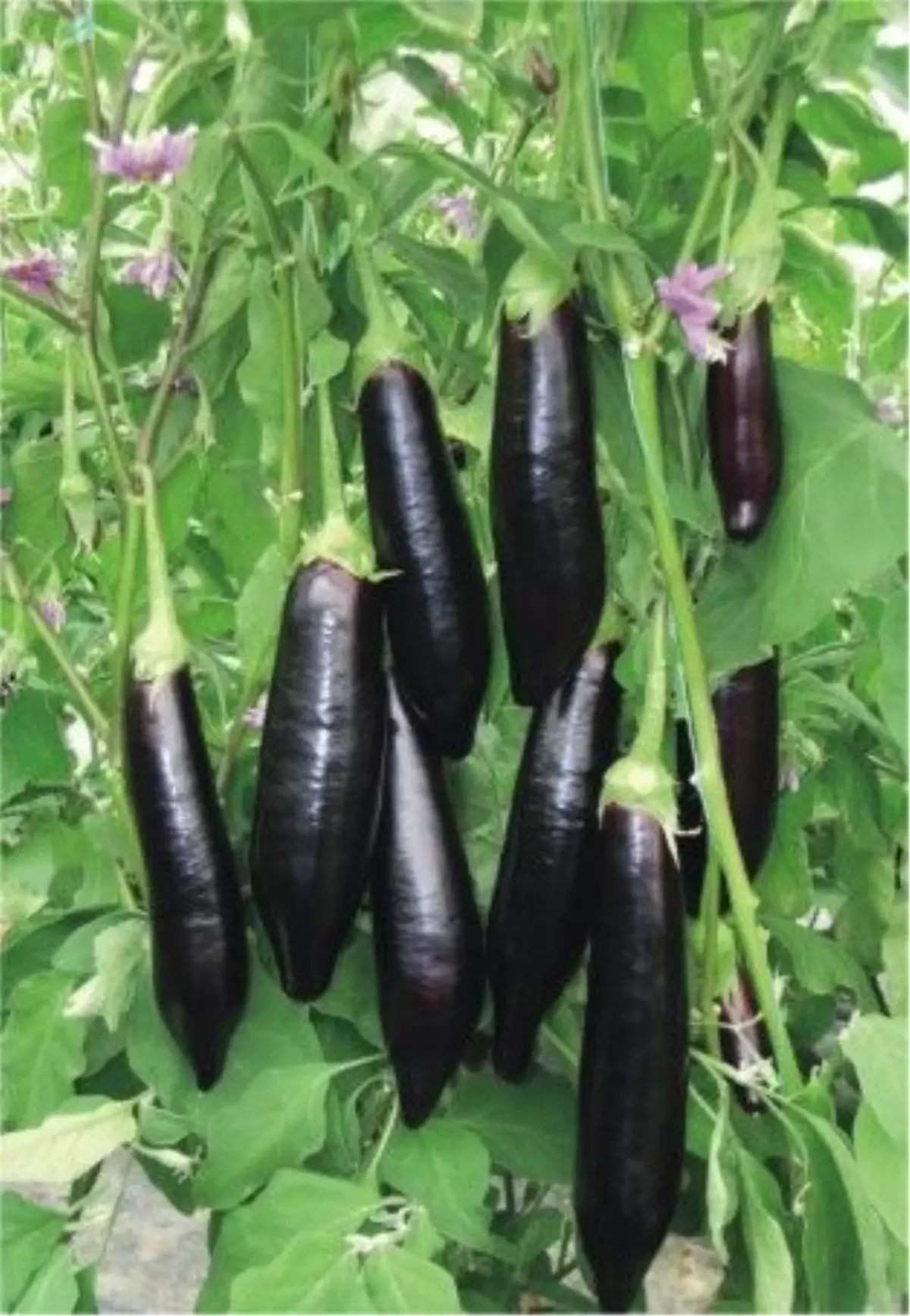 Kocaeli'de Sebze ve Meyve Fiyatları