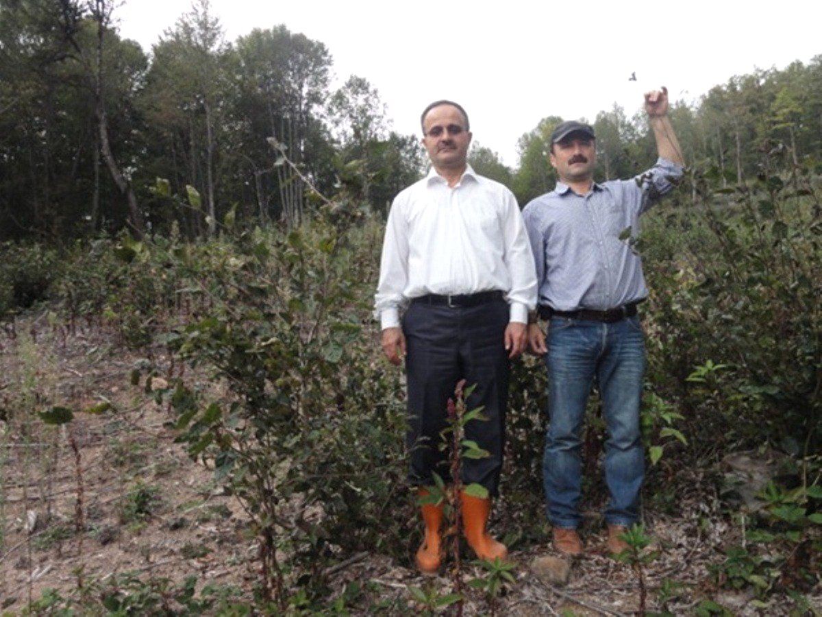 Ormanlarda Eksojen Yöntemi ile Gençleştirme Çalışmaları Yapılıyor