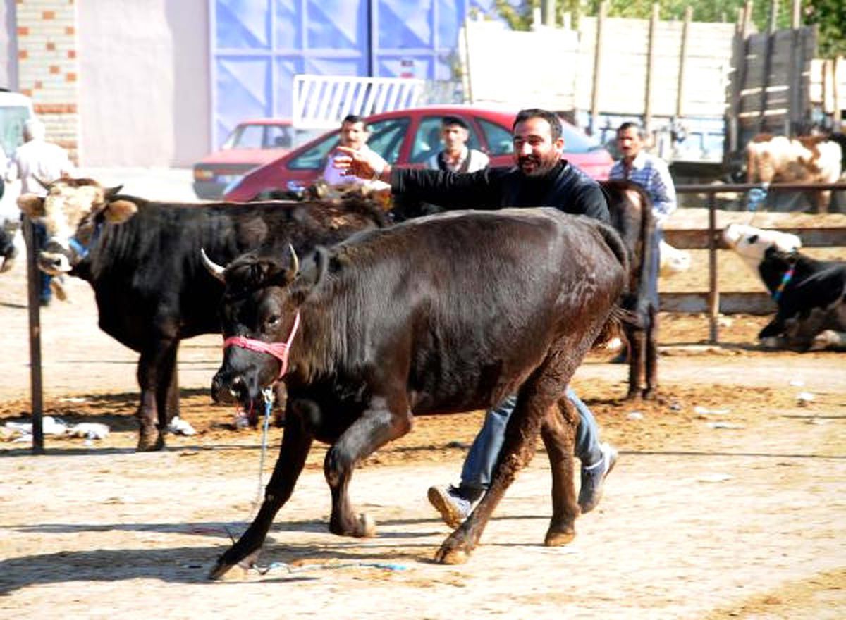 Sahibinin Elinden Kaçan Tosun Kısa Sürede Yakalandı