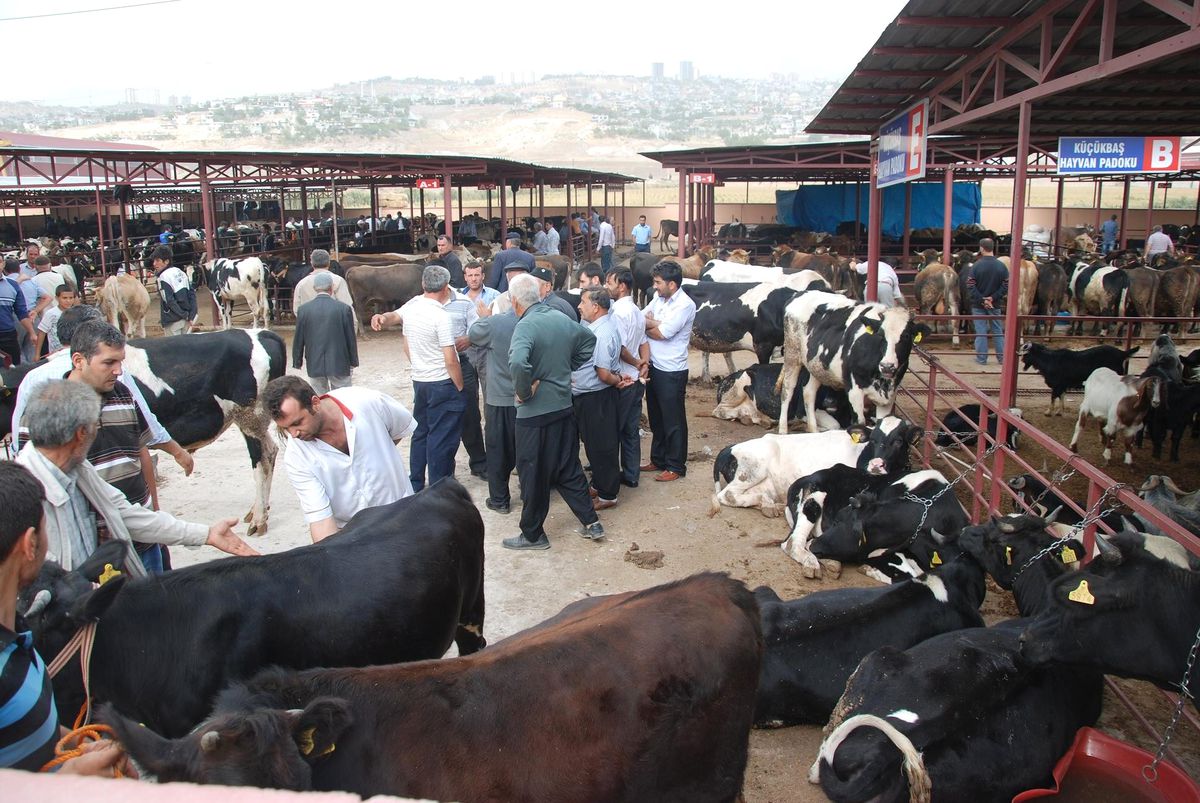 Bayramda Kalpazan Mağduru Olmayın