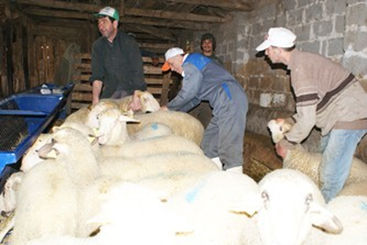 Keşan\'da 12 Bin Küçükbaş Hayvana Veba Aşısı Yapıldı