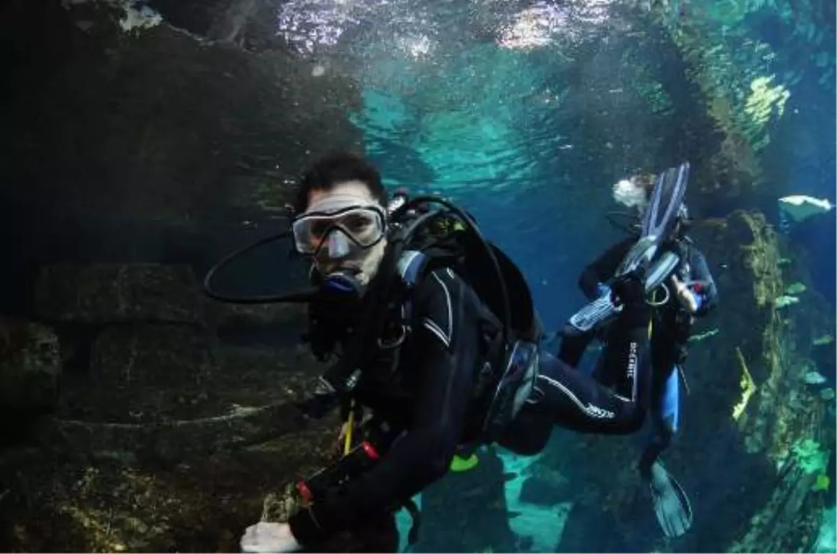 Deniz Akkaya, Köpek Balıklarıyla Yüzdü