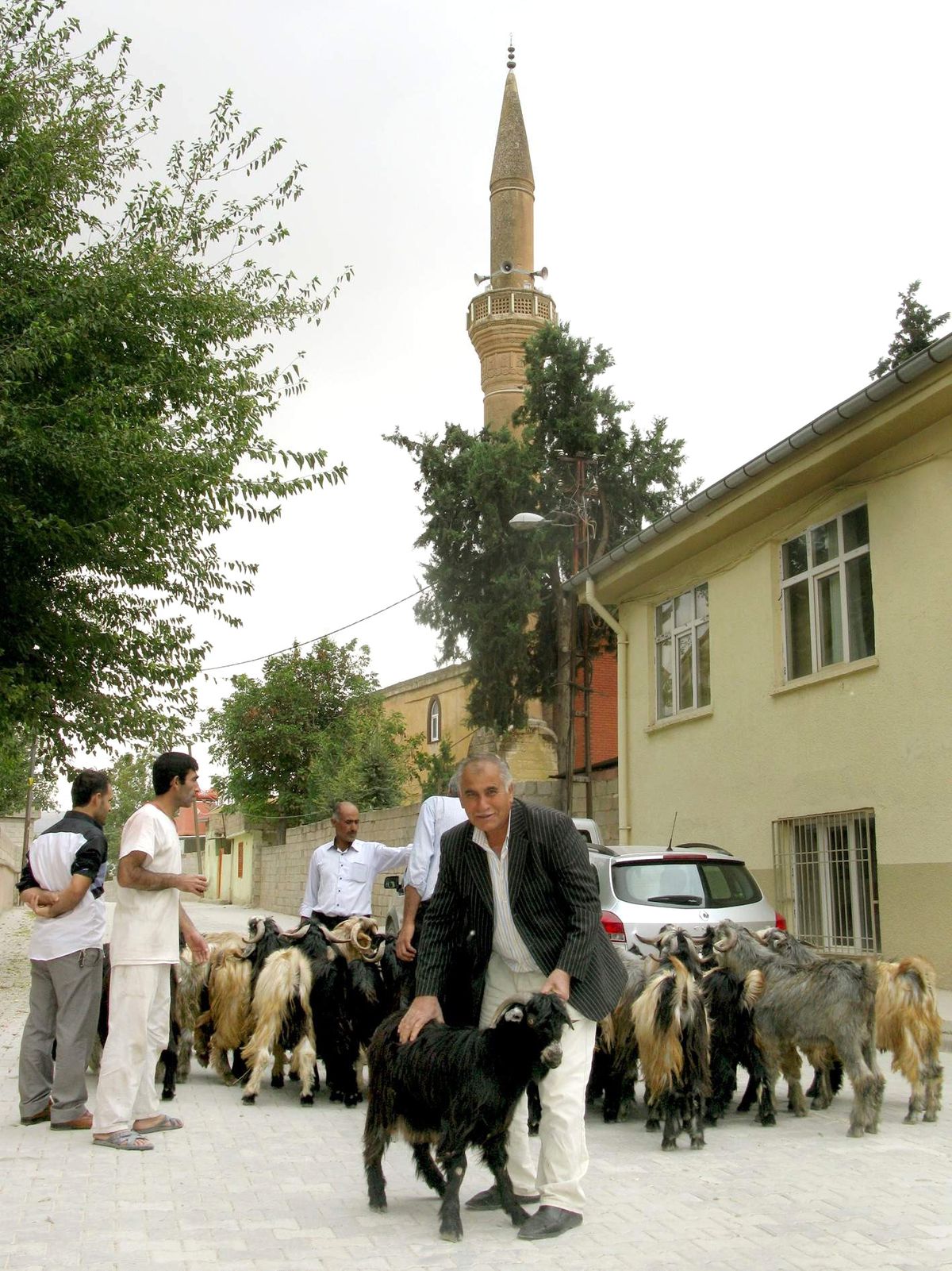 Gaziantep\'te Kurbanlık Satışları