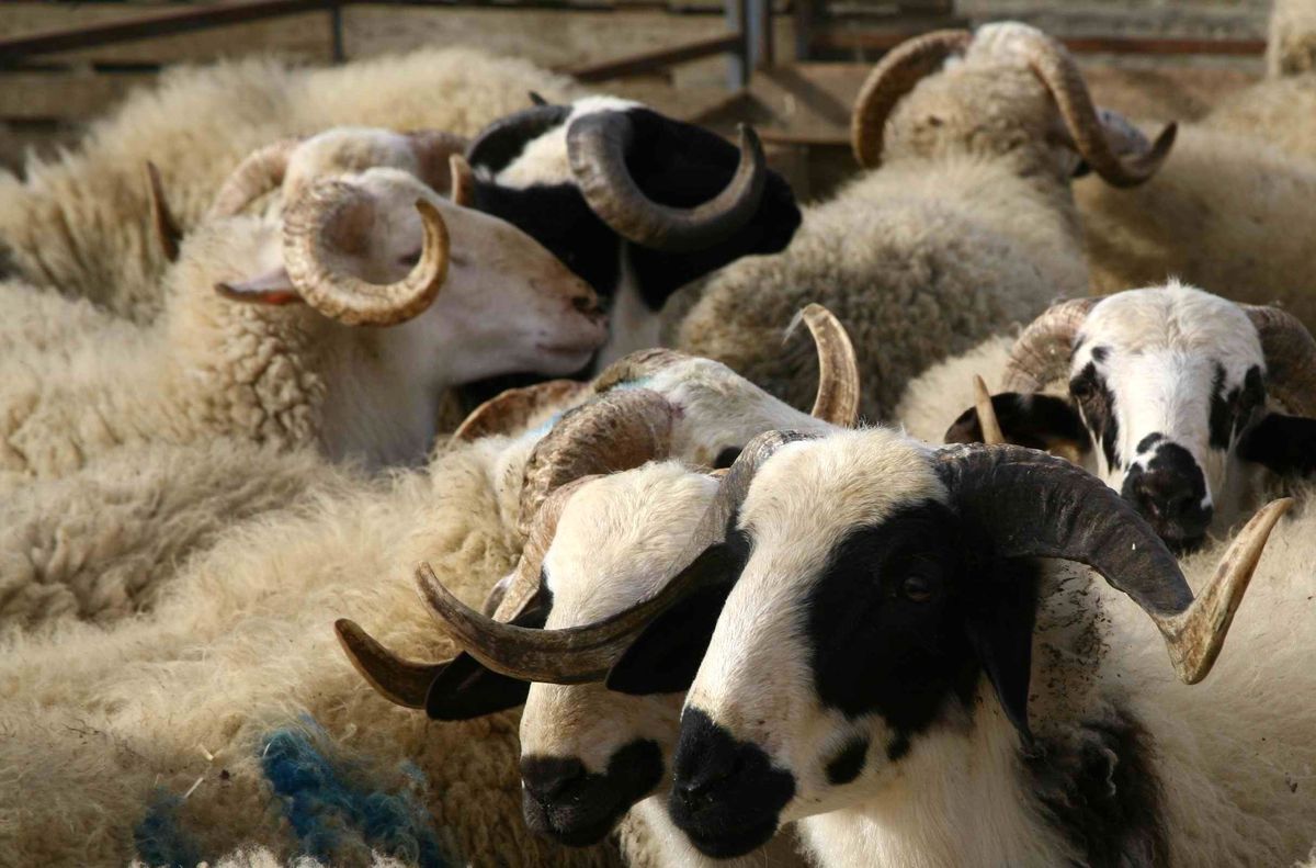 Kurban Bayramı'na Doğru