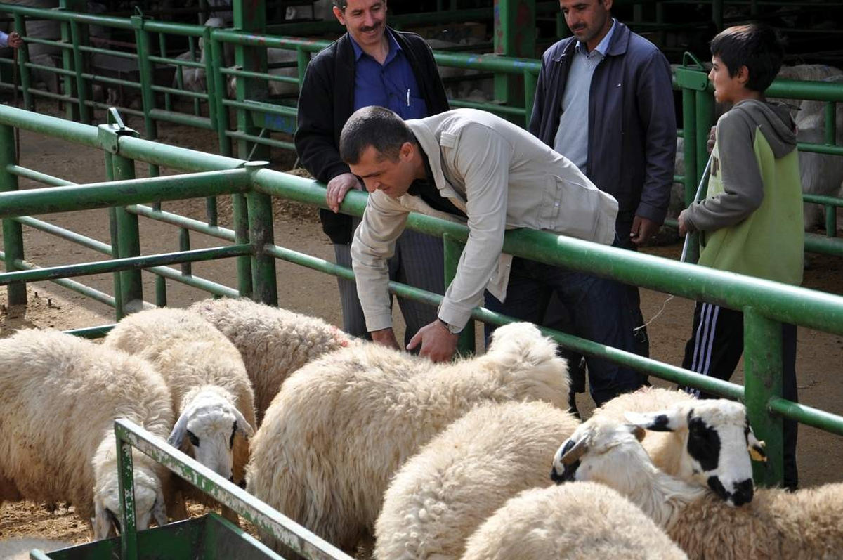 Kurbanlık Fiyatları Yüzde 30 Düştü