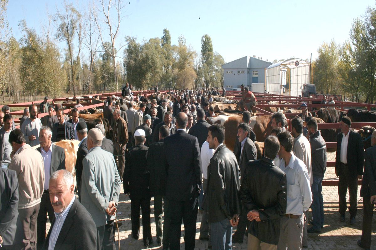 Pasinler\'de Kurbanlıklar Pazara İndi