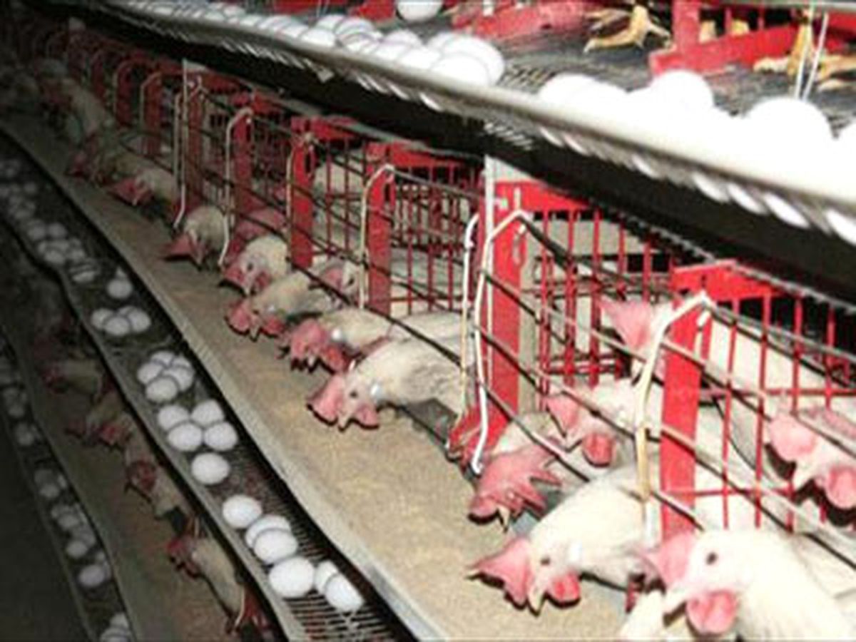 Tavuk Eti Üretimi 1,7 Milyon Tonu Buldu