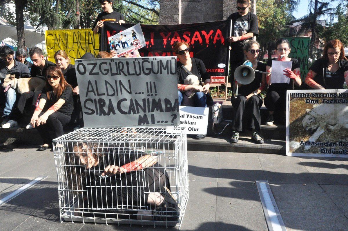 Trabzon\'da Hayvanlar İçin Kafese Girdiler