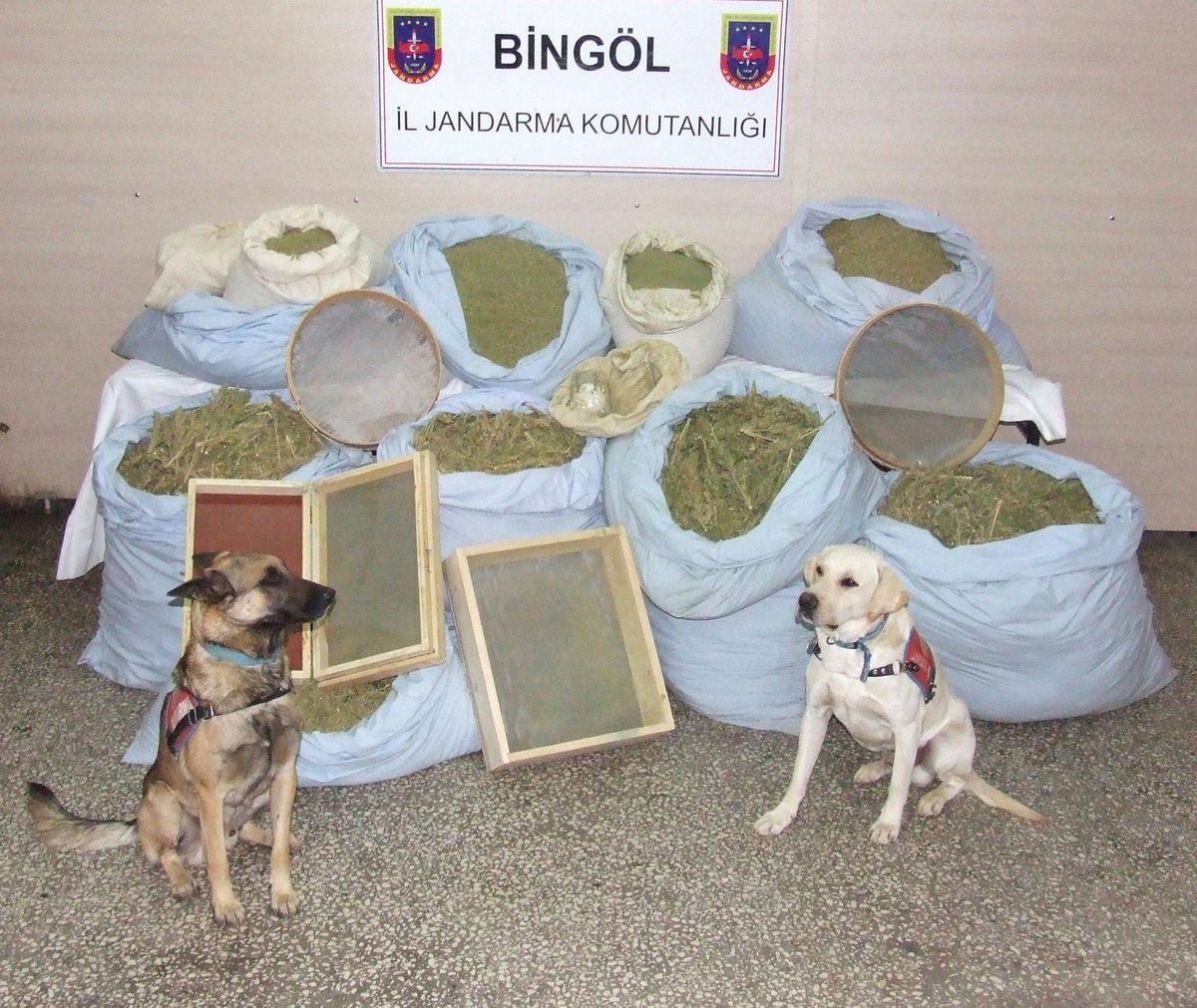 Bingöl\'de 500 Kilo Toz Esrar Ele Geçirildi
