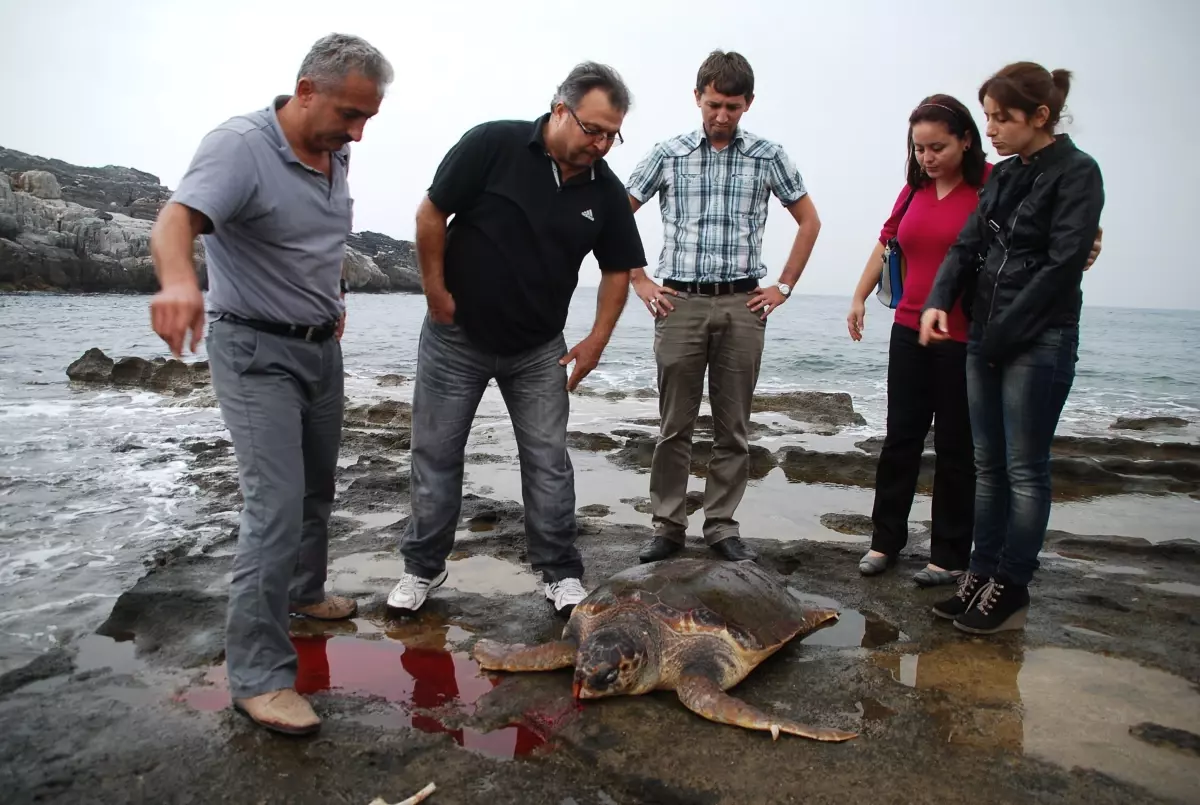 Caretta Carettayı Sırtından Vurdular