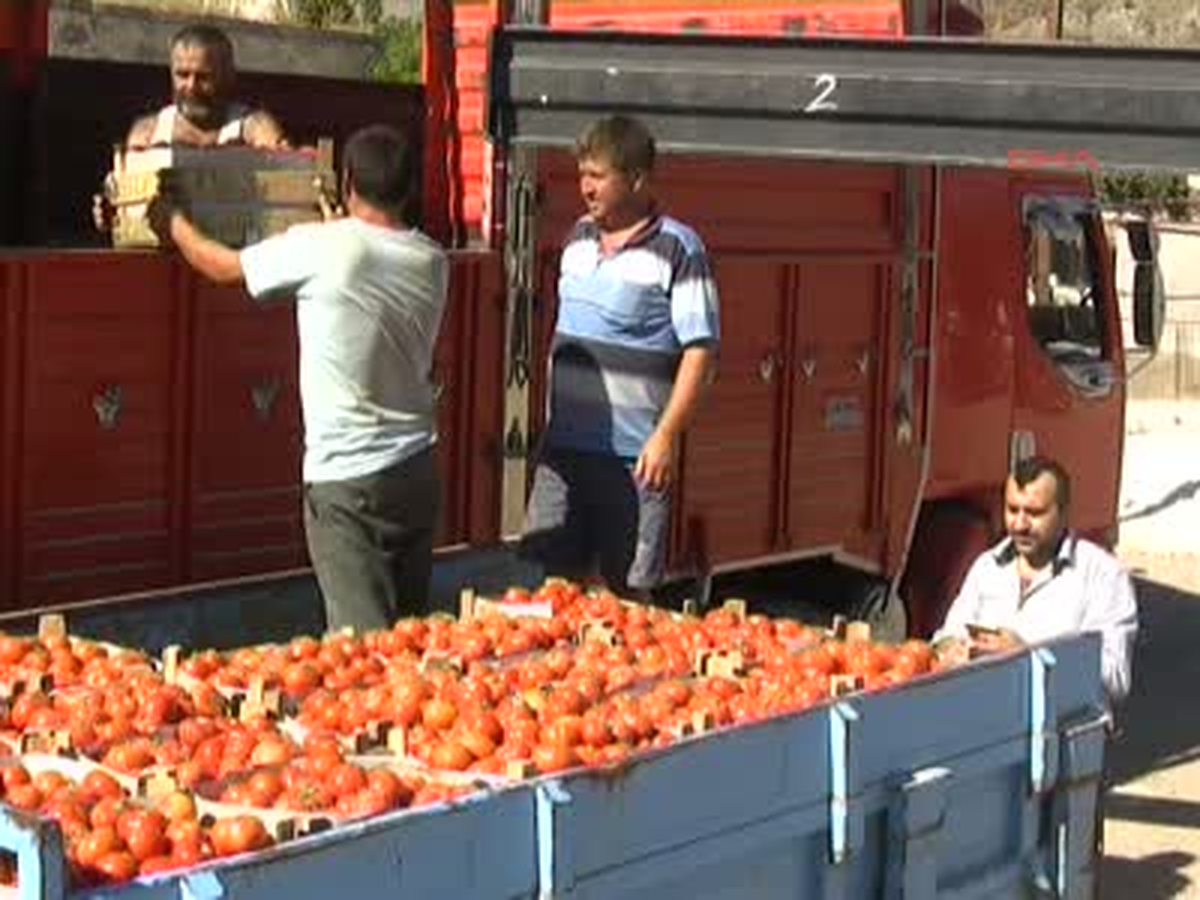 Datça Güz Domatesi Üreticinin Yüzünü Güldürmedi Güz Domatesi Üreticinin Yüzünü Güldürmedi