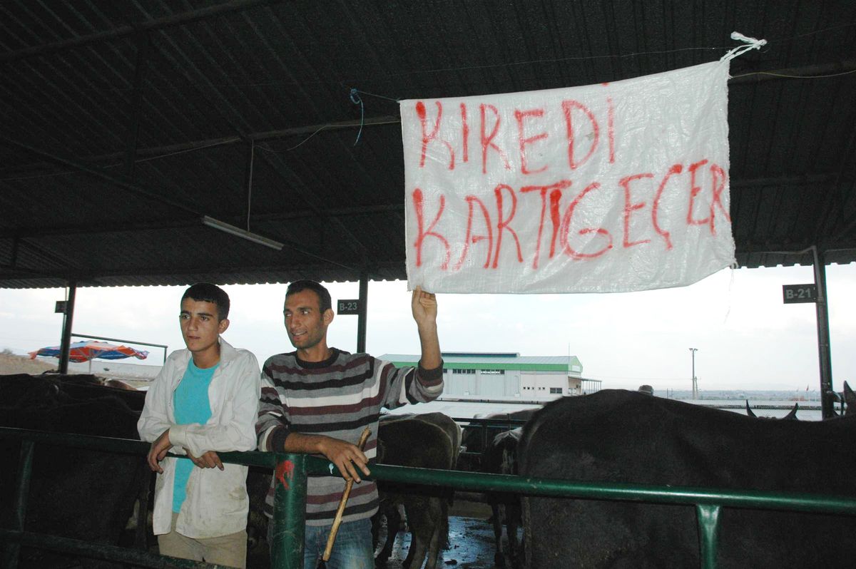 Kaval Çalarak Satış Yapan Hayvan Üreticisi Valiyi Mest Etti