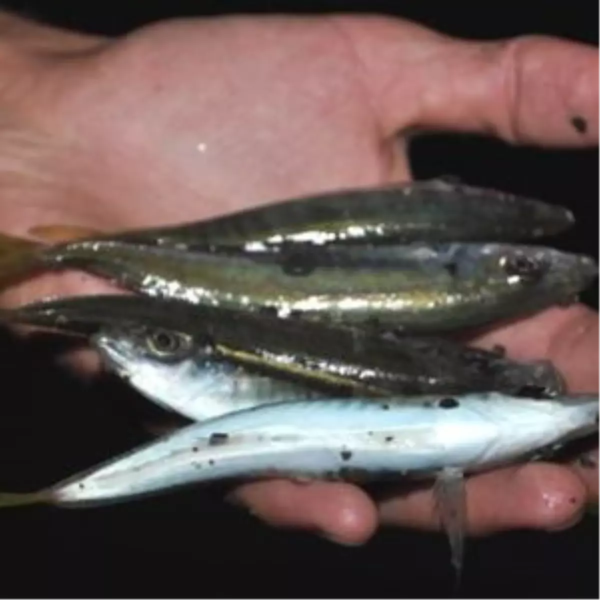 Kızkalesi\'nde Balıklar, Sahile Vurdu