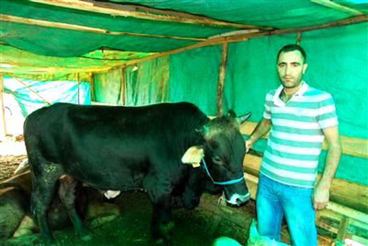 Kurban Bayramı Nedeniyle Doğu\'dan Batı\'ya Havyan Göçü Yaşanıyor