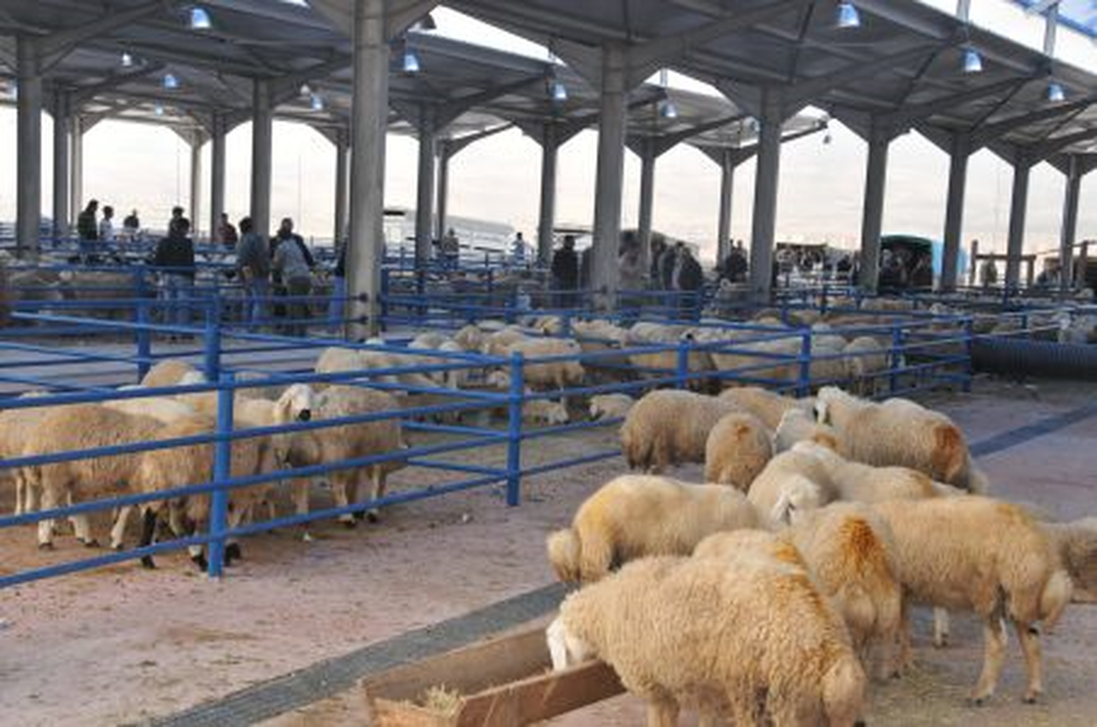 Kurbanlık Satışları Yeni Hayvan Pazarında Yapılıyor