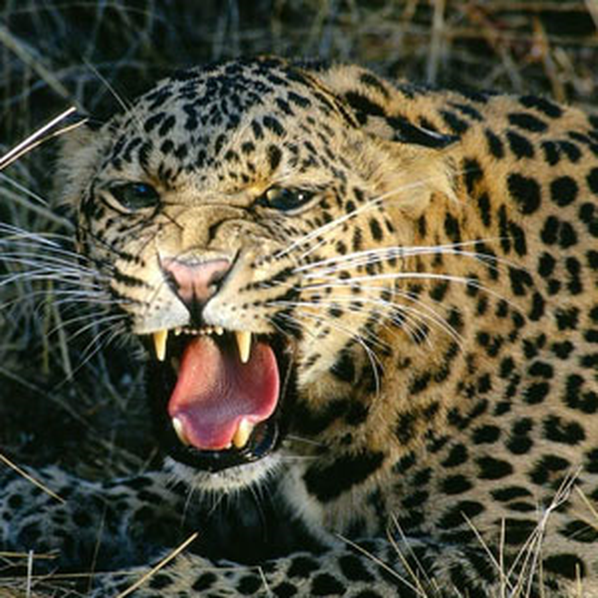 Portekiz\'de 2 Leopar Çiftleştirilmek Üzere Rusya\'ya Gönderildi