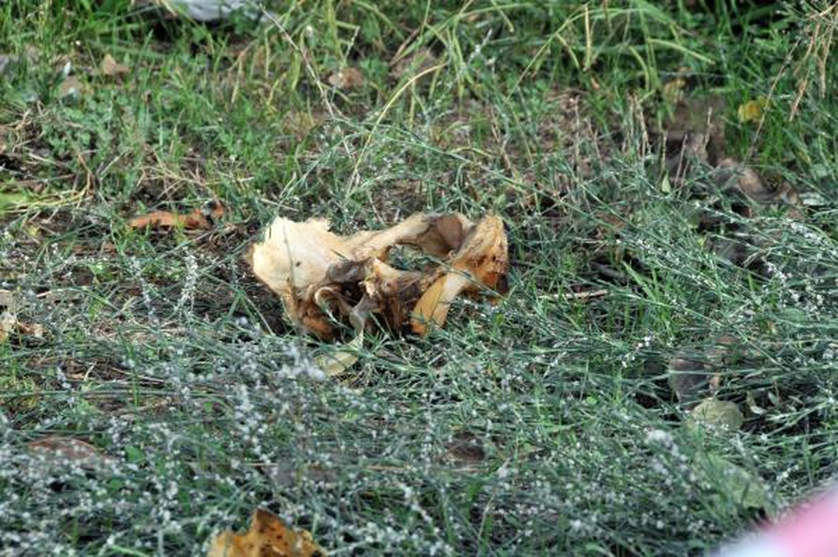 Üniversite Arazisinde Kafatasından Sonra Kalça ve Kaval Kemikleri Bulundu