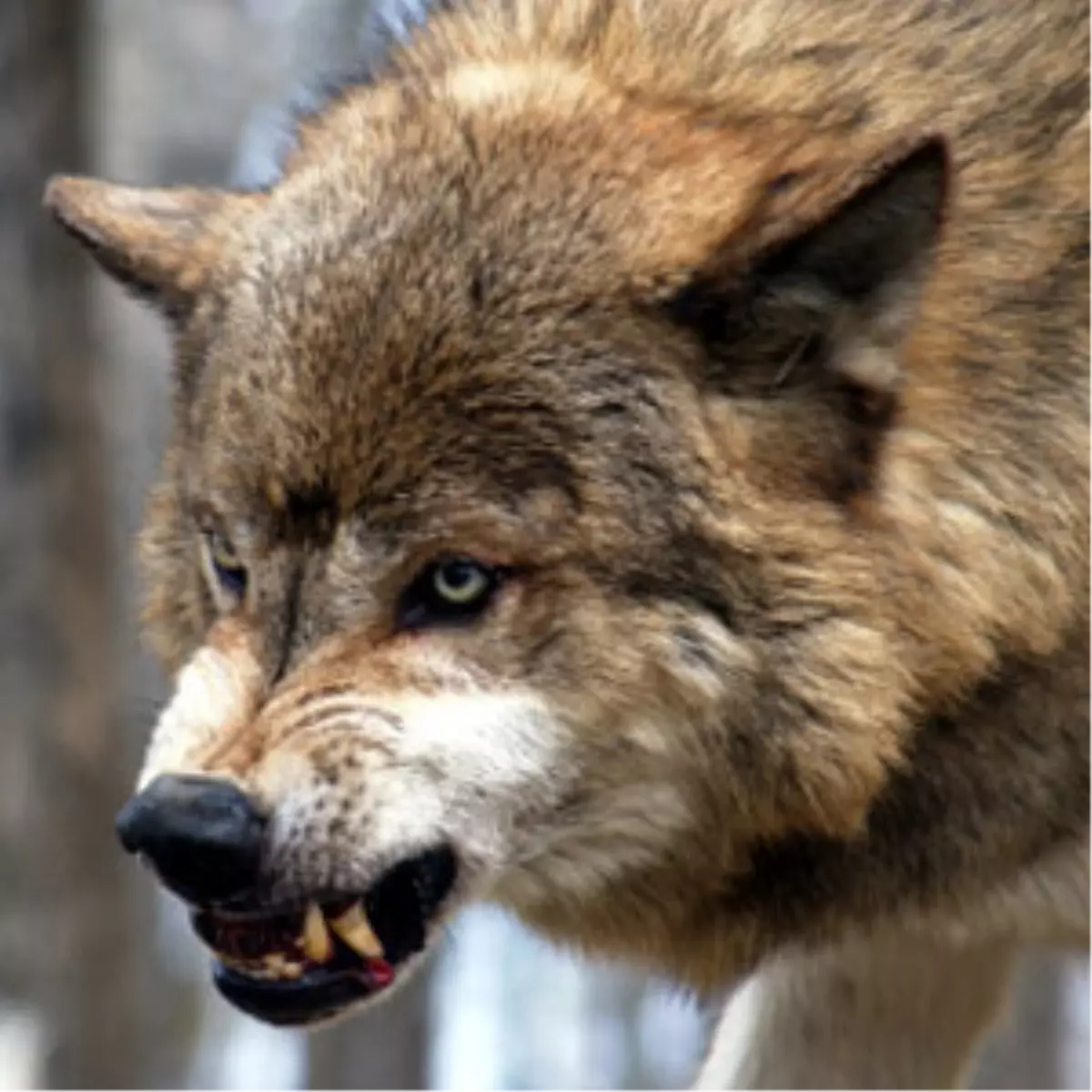 Yaşlı Kadını Parçalayan Kurt Kuduz Çıktı