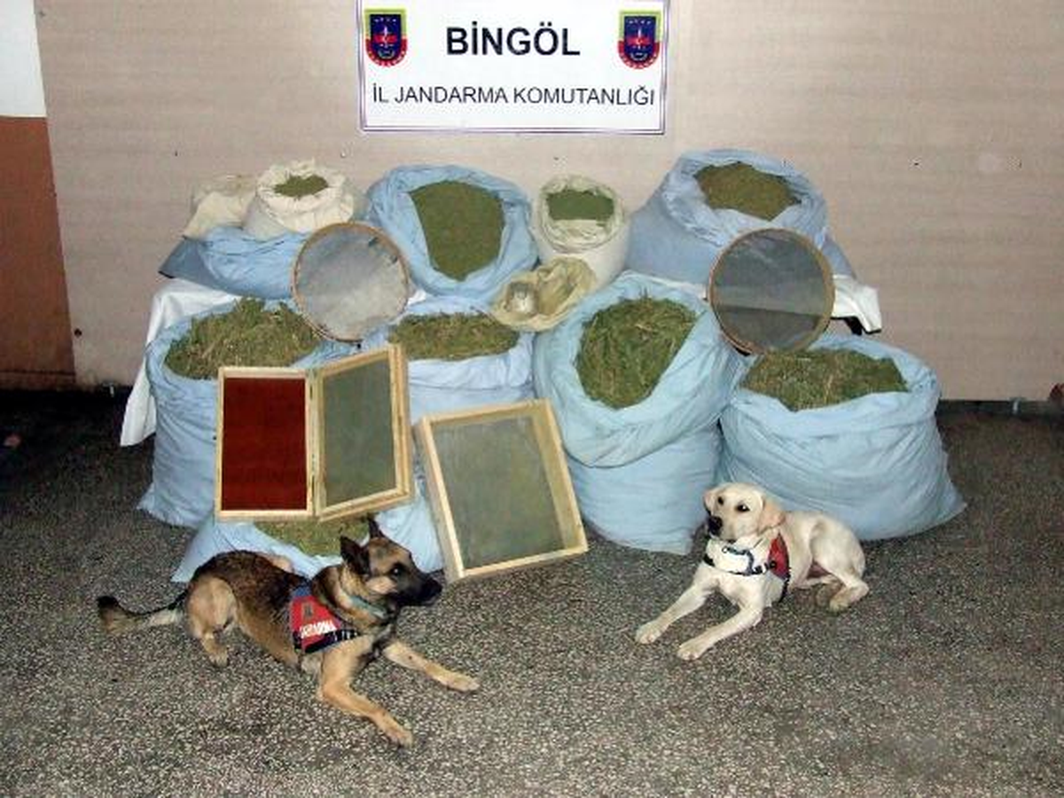 Bingöl\'de 500 Kilo Esrar Ele Geçirildi