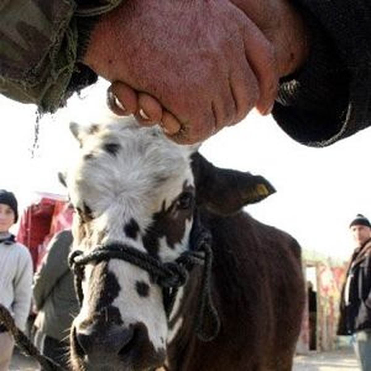 Çaldığı Kurbanlıkları Satarken Yakalandı