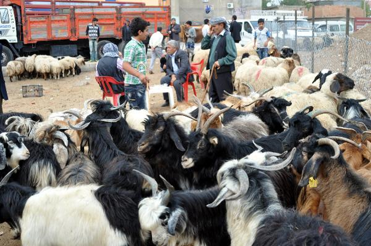 Cizre\'de Etin Kilosu 12 Liraya Düştü