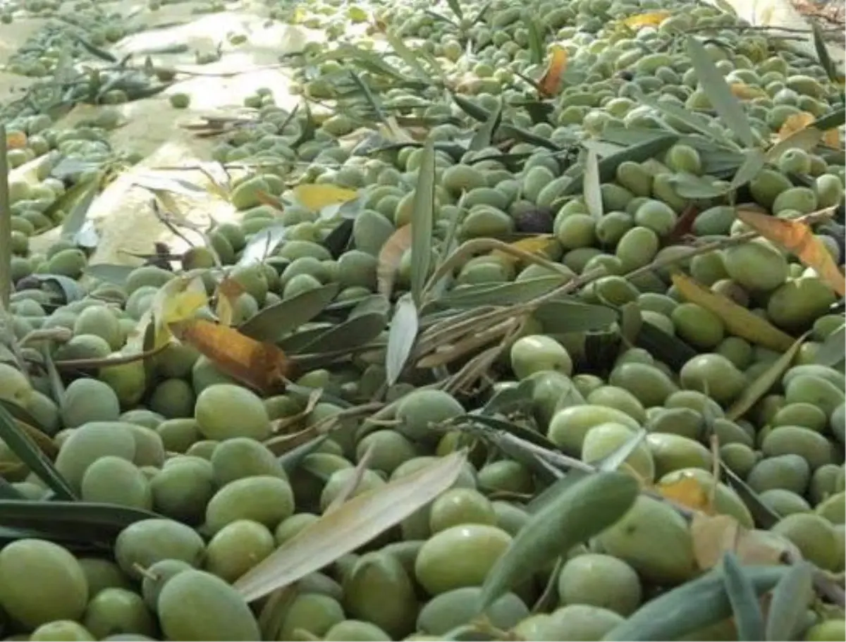 Derik\'te Zeytin Hasadı Başladı