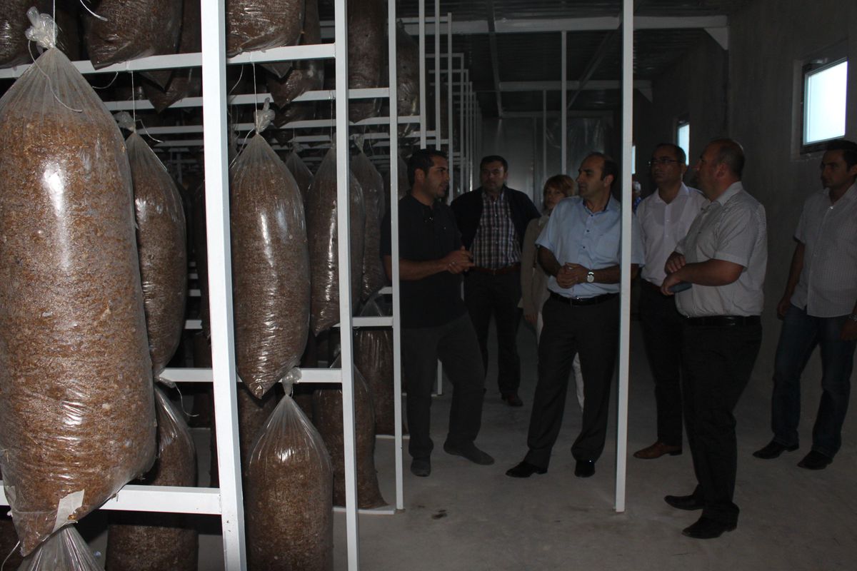 Düzcede Kayın Mantarına Destek