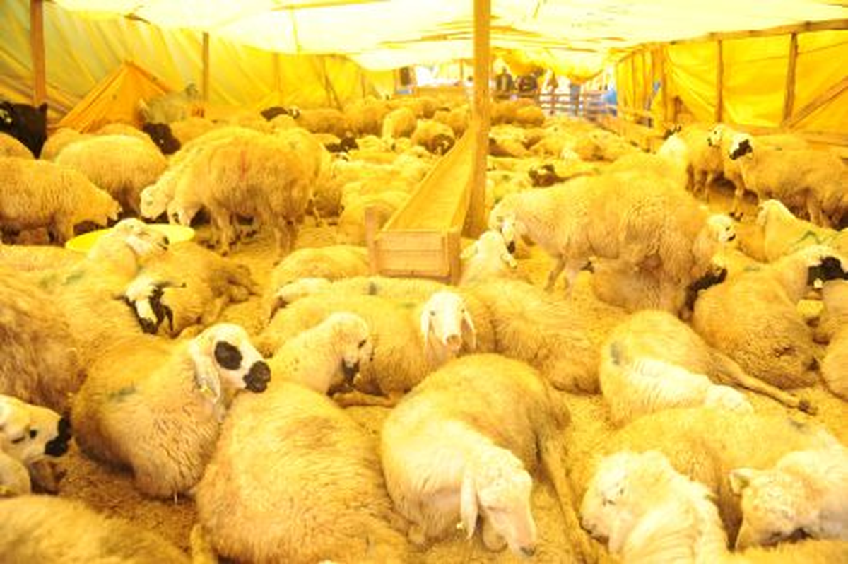 En Büyük Kurban Kesim Alanı: "Sancaktepe\'de"