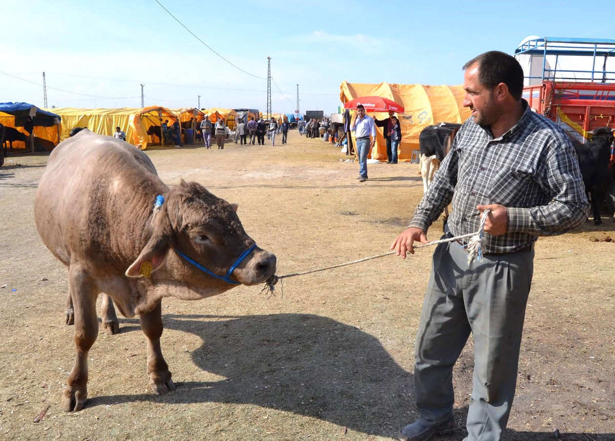 Hayvan Pazarına Para Sayma Makinesi