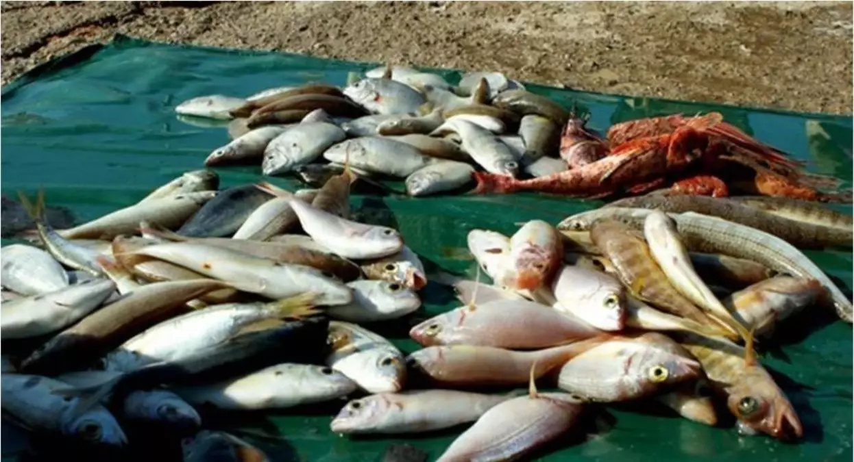 Keskin, 'Küçük Boylu Balıkları Avlamayalım '